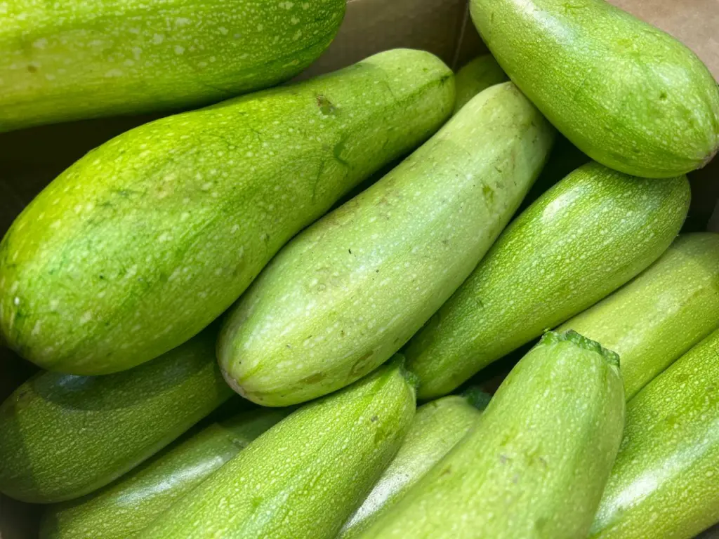 Кабачковая закуска за 15 минут: с мясом или на хлебе — выбирай вкус!