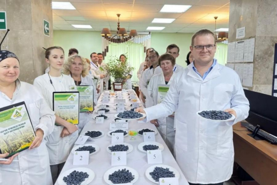 Мичуринские селекционеры представили новые гибриды жимолости для южных регионов Мичуринские селекционеры представили новые гибриды жимолости для южных регионов