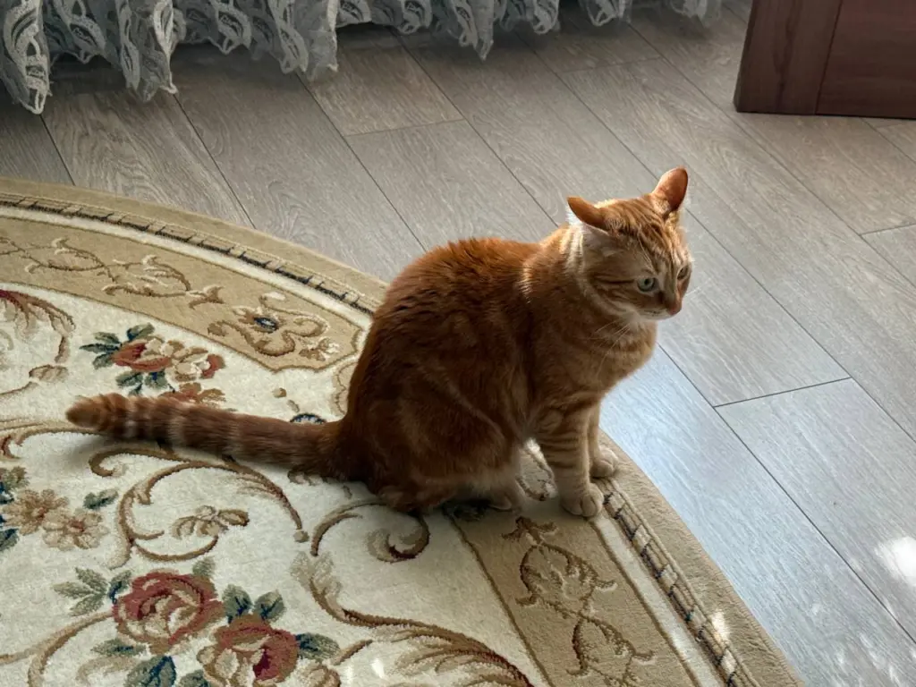 Пять самых преданных пород кошек, которые любят своих хозяев
