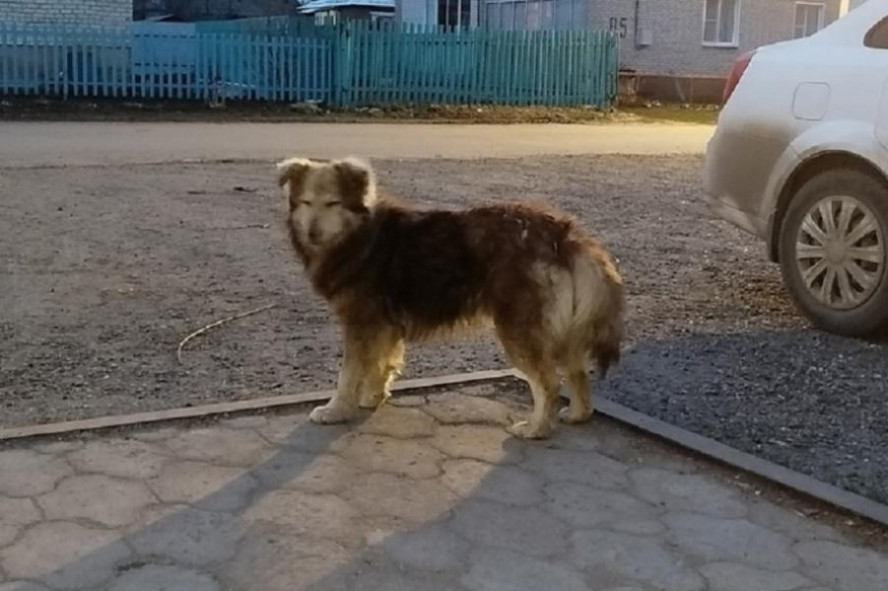 В двух округах Тамбовской области объявлен карантин по бешенству
