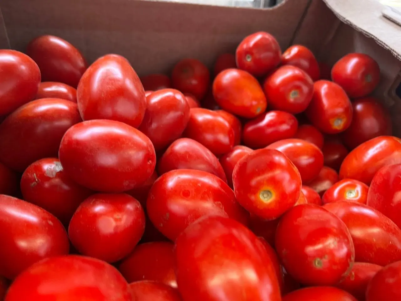 Как сохранить урожай томатов: три ключевых совета для защиты от гнили