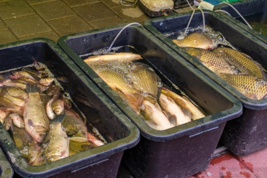 В Тамбовской области с прилавков изъяли 14 партий некачественной рыбной продукции В Тамбовской области с прилавков изъяли 14 партий некачественной рыбной продукции