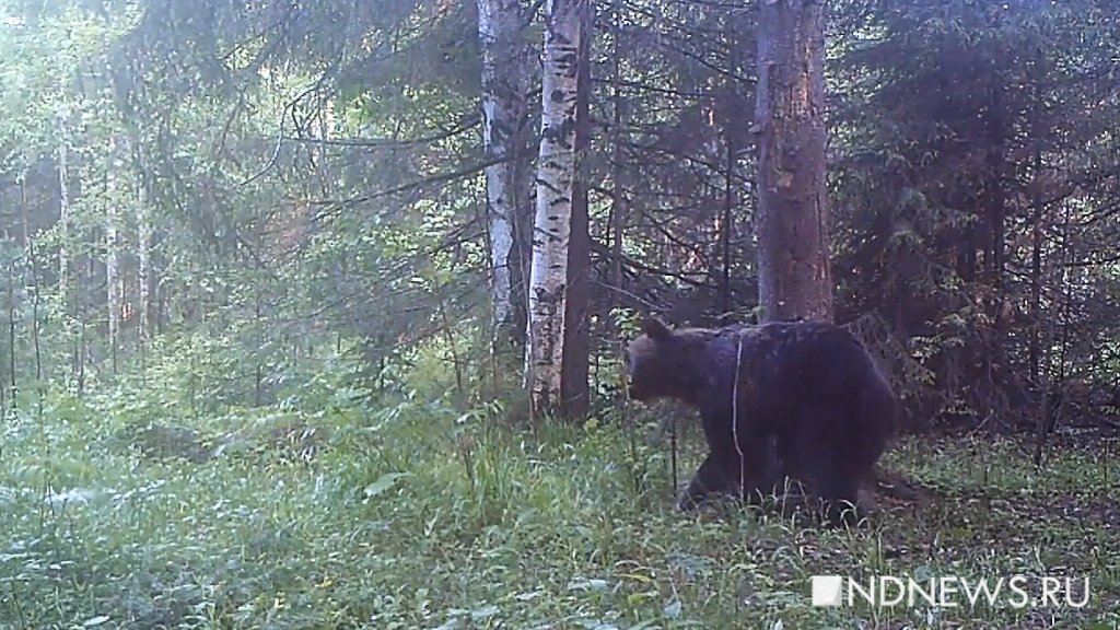 Под Красноярском обезвредили агрессивного медведя, вышедшего к школе
