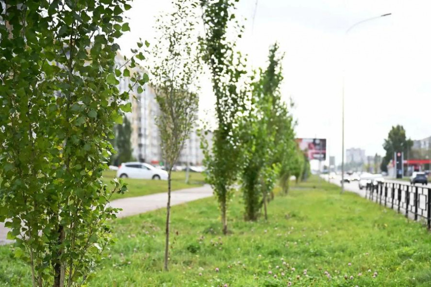 В Тамбове посадили 136 пирамидальных тополей В Тамбове посадили 136 пирамидальных тополей