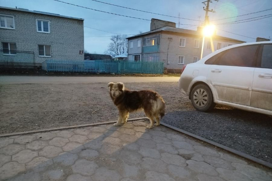В Рассказовском округе установлен карантин по бешенству животных В Рассказовском округе установлен карантин по бешенству животных